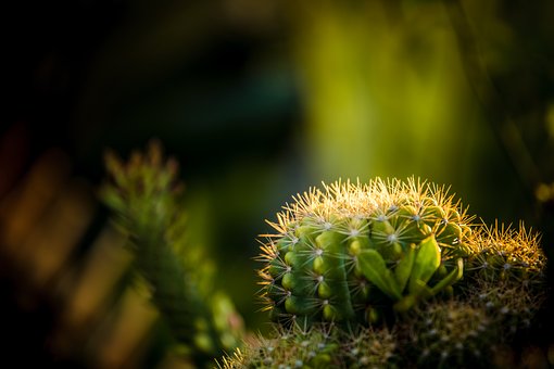 Kaktus, Natur, Torne, Botanik