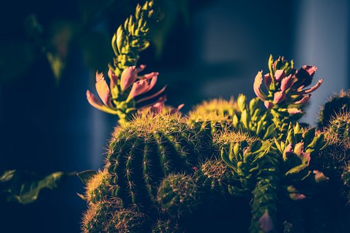 Kaktus, Torne, Natur, Plante, Botanik
