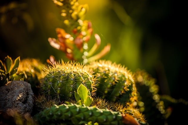 Free Cactus Nature photo and picture