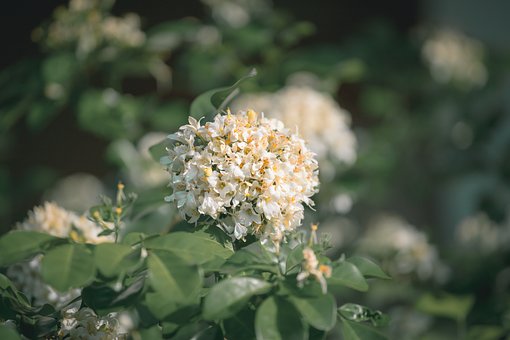 Blomst, Skrivebordsbaggrunde, Hd Tapet