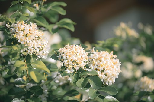 Blomster, Blade, Have, Løv, Blomstring