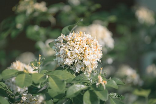 Hvide Blomster, Blomstrende Plante, Have