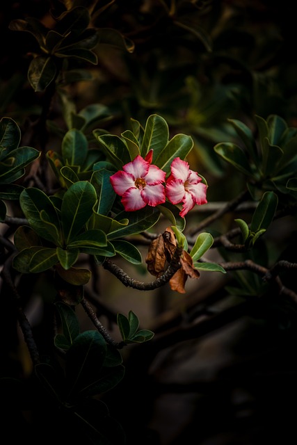 Natur, Blomster, Have, Lyserøde Blomster