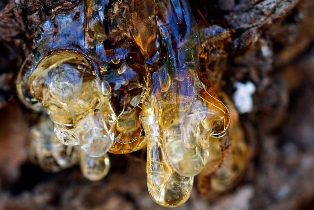 Free Raw Sap Yellow photo and picture