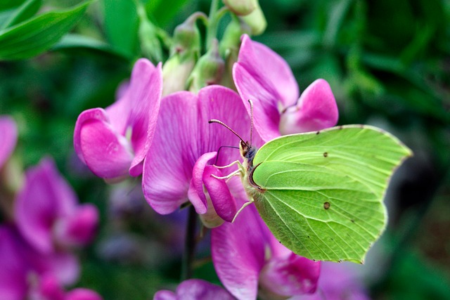 Free Butterfly Brimstone photo and picture