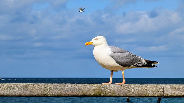 Free Beach Sea photo and picture