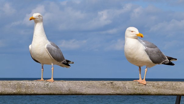 Free Seagull Nature photo and picture