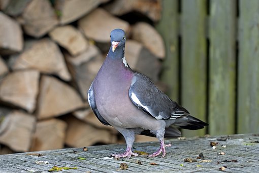Free Wood Pigeon Bird photo and picture