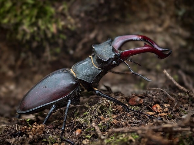 Free Stag Beetle Insect photo and picture