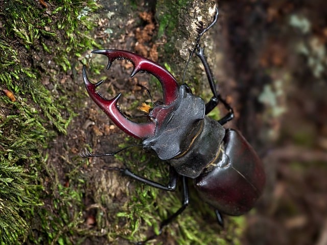 Free Stag Beetle Beetle photo and picture