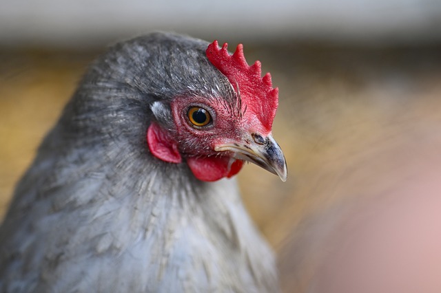 Free Chicken Bird photo and picture
