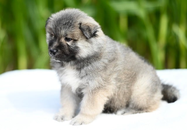 Free Eurasier Puppy photo and picture