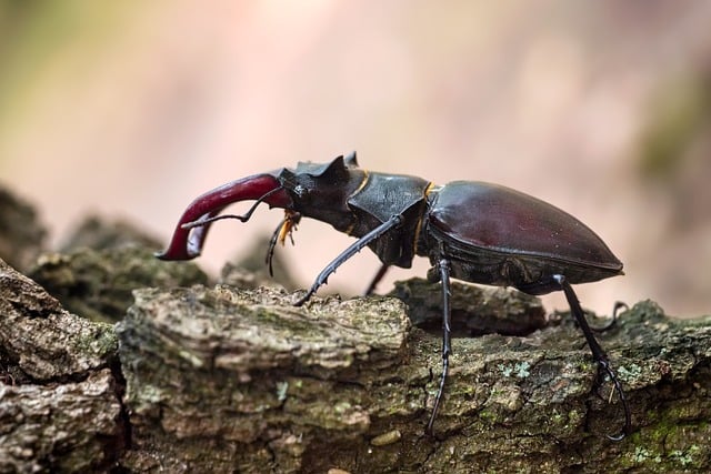 Free Stag Beetle Beetle photo and picture