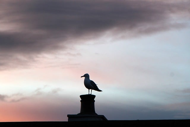 Gaviota, Silueta, Chimenea, Tejado