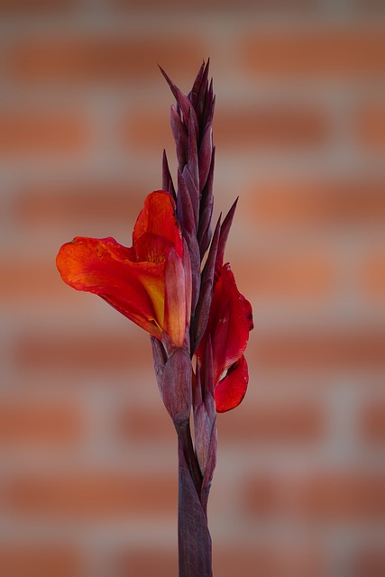 Free Flower Brick photo and picture