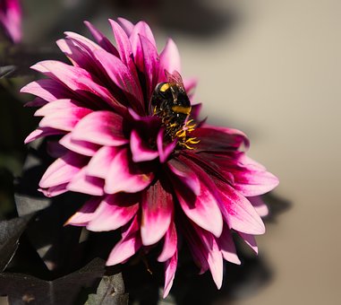 Free Bee Flower photo and picture