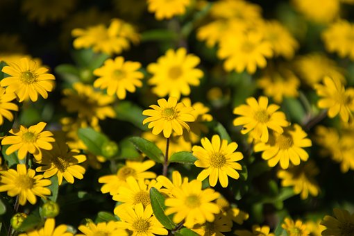 Free Yellow Flowers photo and picture