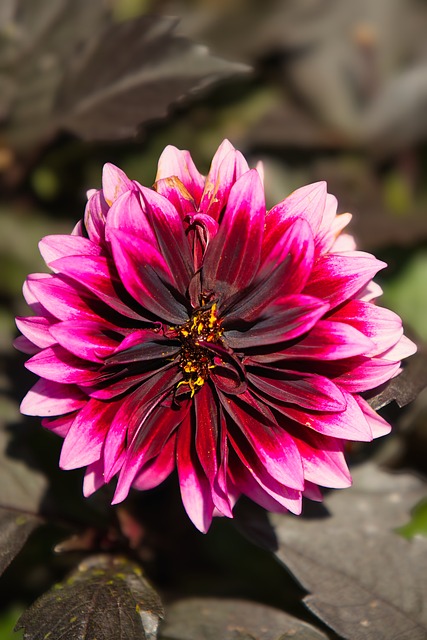 Free Flower Pink photo and picture