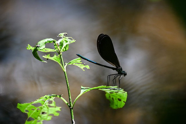 Guldsmed, Ontario, Natur, Sommer, Vand