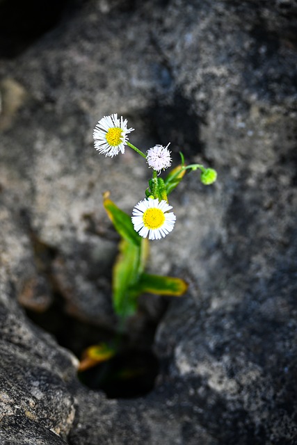 Natur, Blomst, Sommer, Vild Blomst, Sten