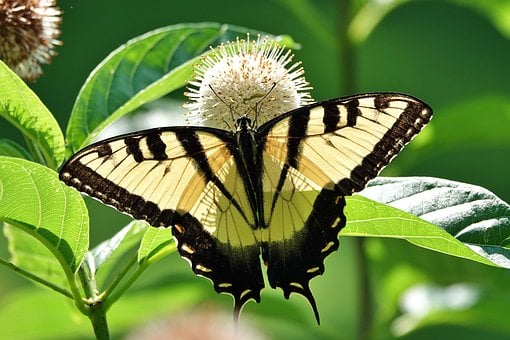 Borboleta, Botão De Arbusto, Natureza