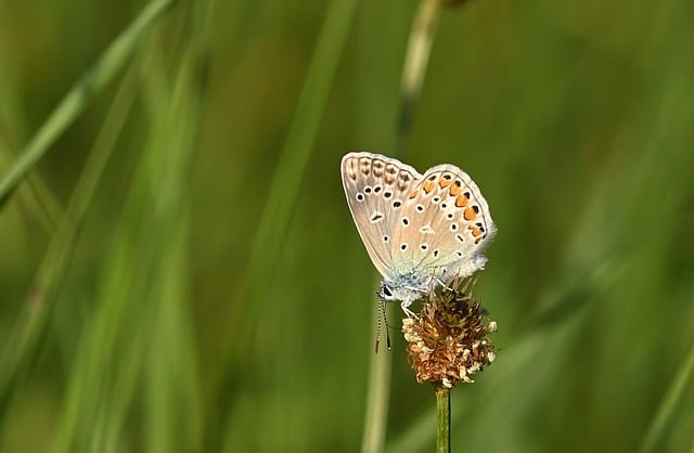 Free Blue Butterfly Close-Up photo and picture