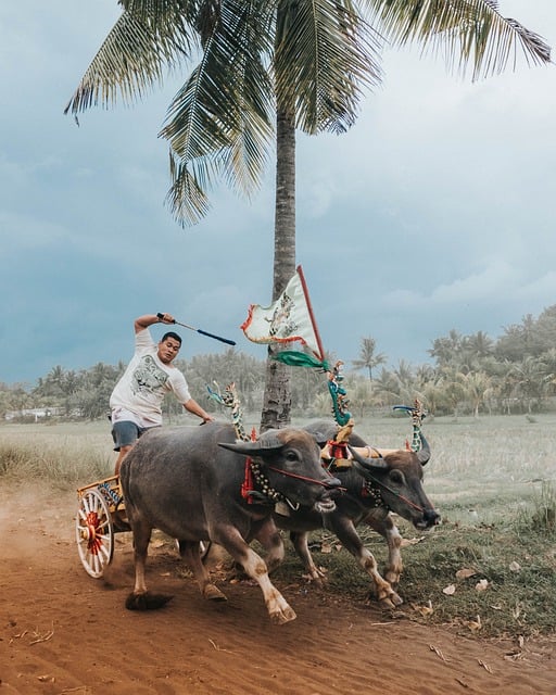 Free Oxen Cart photo and picture