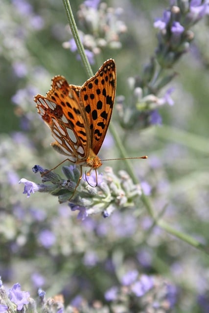 Free Butterfly Lavender photo and picture
