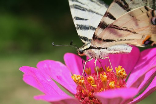 Free Butterfly Zinnia photo and picture