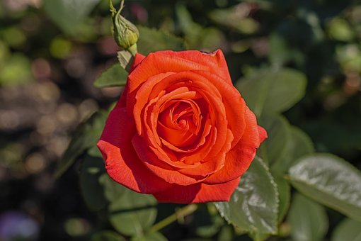 Free Rose Red photo and picture