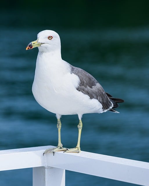 Free Seagull Bird photo and picture