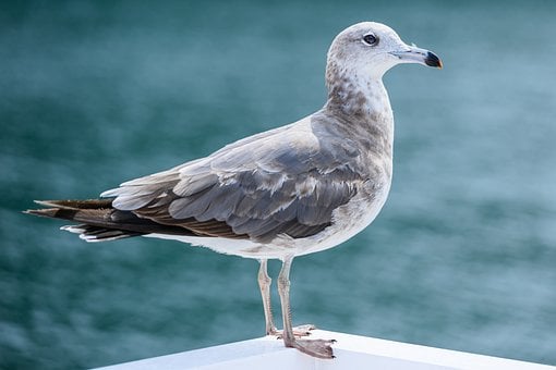 Free Seagull Bird photo and picture