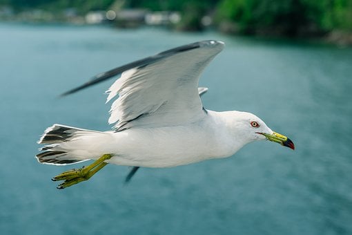 Free Seagull Flight photo and picture