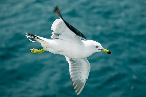 Free Seagull Bird photo and picture