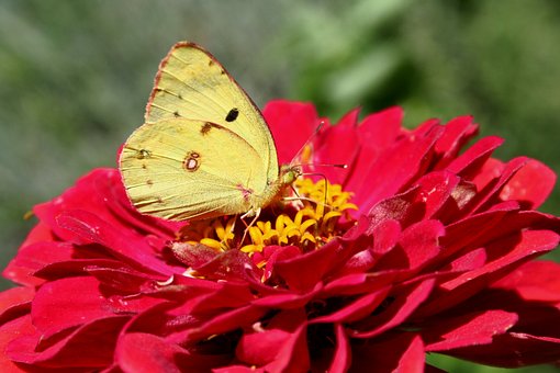 Free Butterfly Colias photo and picture