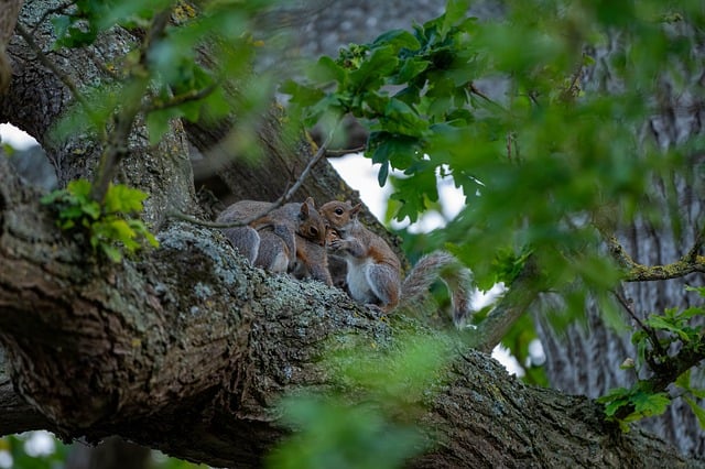 Free Squirrel Tree photo and picture