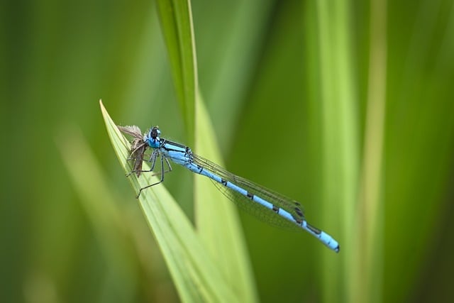 Free Dragonfly Nature photo and picture