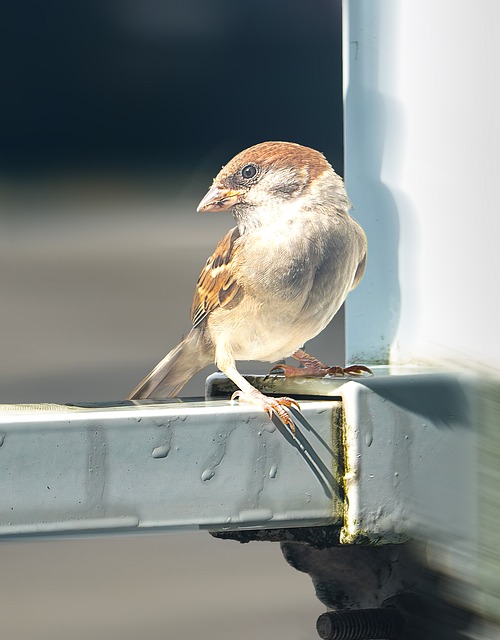 Spatz, Tier, Natur, Natürliches Licht