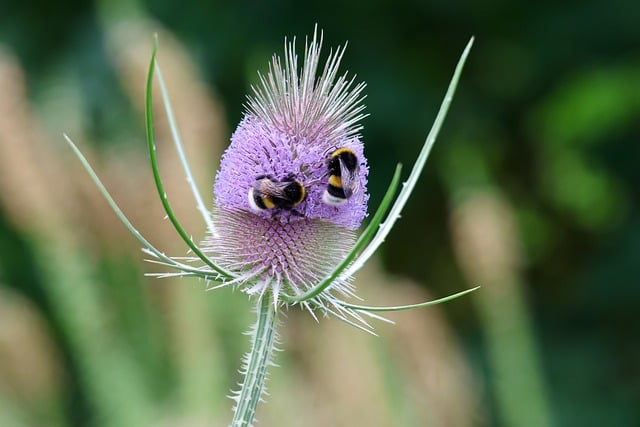 Download free HD stock image of Bumblebee Flower Free Bumblebee Flower photo and picture