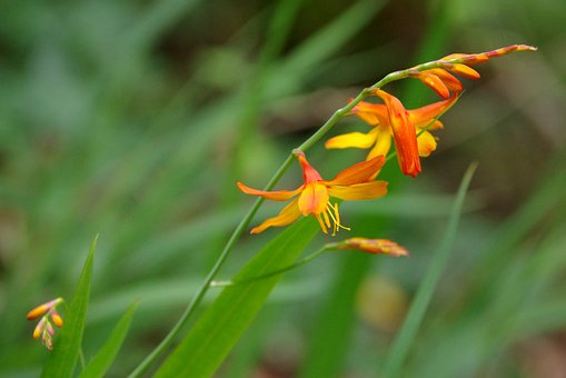 Free Flower Orange photo and picture