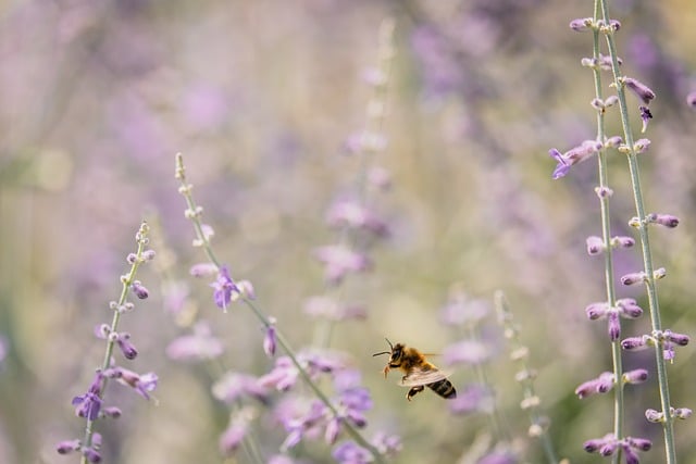 Free Bee Lavender photo and picture