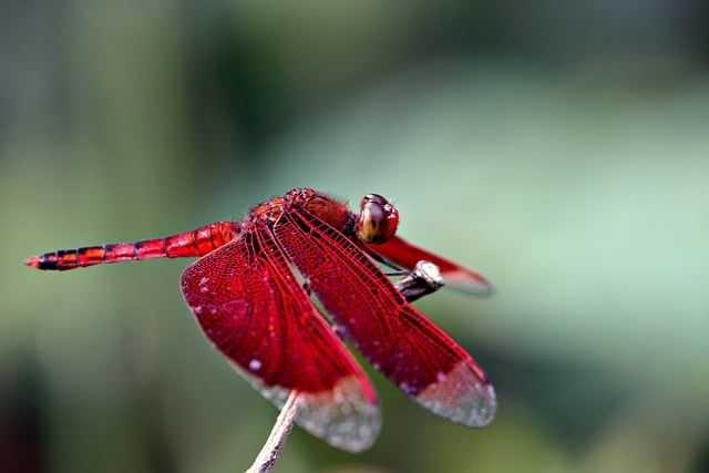 Free Dragonfly Red photo and picture