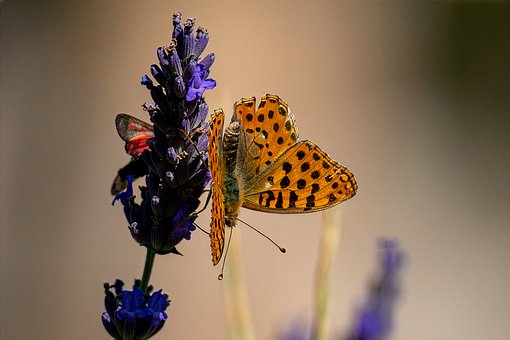 Free Fritillary Butterfly Lavender photo and picture