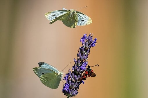 Free Butterfly Lavender photo and picture