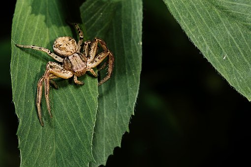Natur, Blatt, Spinne, Insekt