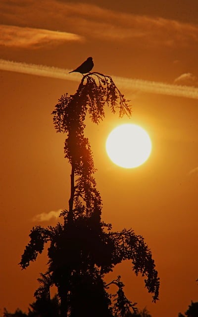 Solnedgang, Fugl, Træ, Skygge, Silhuet
