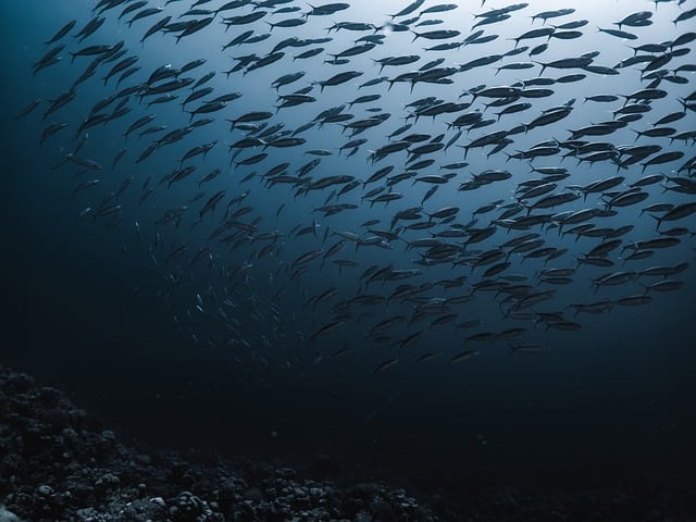 Download free HD stock image of Sea Ocean Free Sea Ocean photo and picture