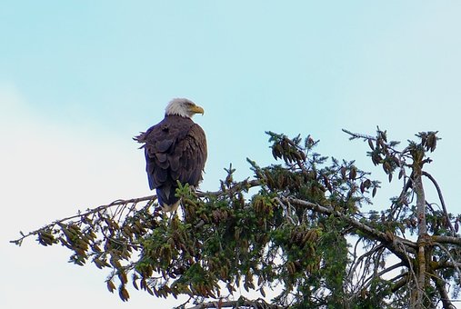 Free Bald Eagle Raptor photo and picture