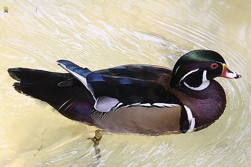 Free Duck Wood Duck photo and picture