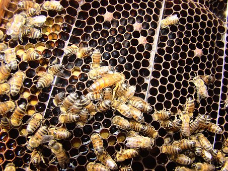 Free Beehive Bees photo and picture